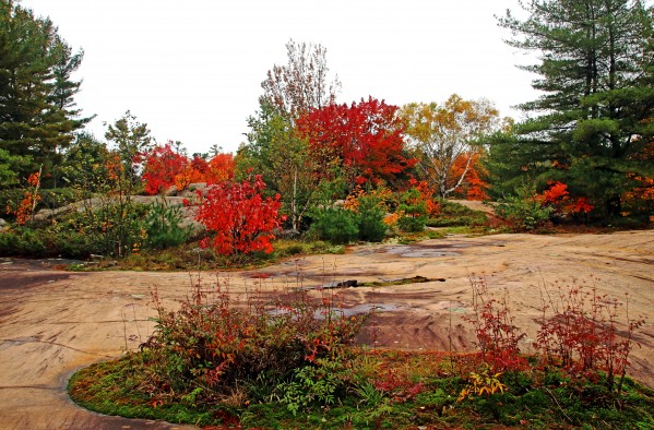 Oasis On Rock by Deb Oppermann